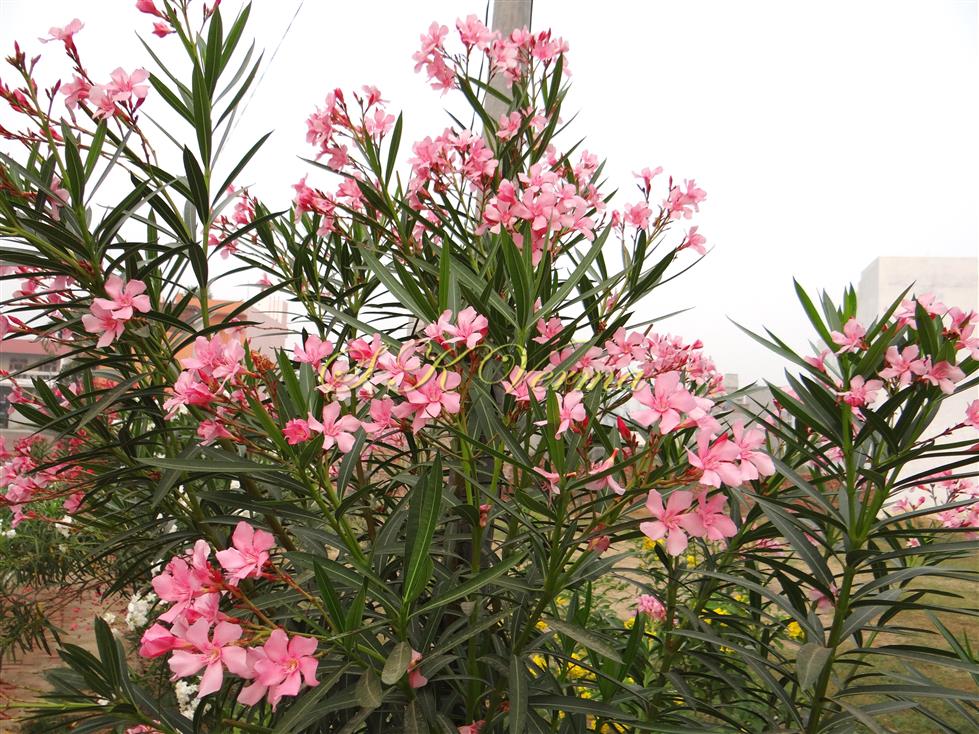  Flowering shoot